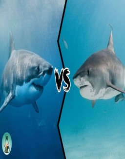 Gran tiburón blanco vs. tiburón tigre